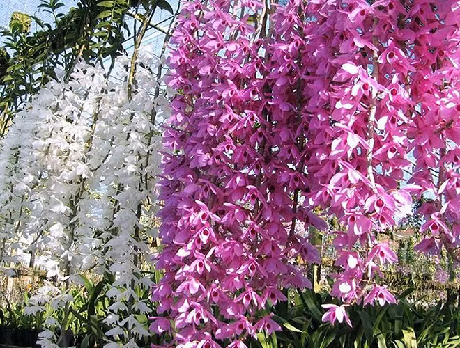 Chị Thảo, ở TP.HCM cho biết vườn lan giả hạc pháp của chị được trồng tại Lâm Đồng nhưng đa phần bán cho người chơi ở TP.HCM và Hà Nội, mỗi giỏ lan có giá 1-3 triệu đồng.