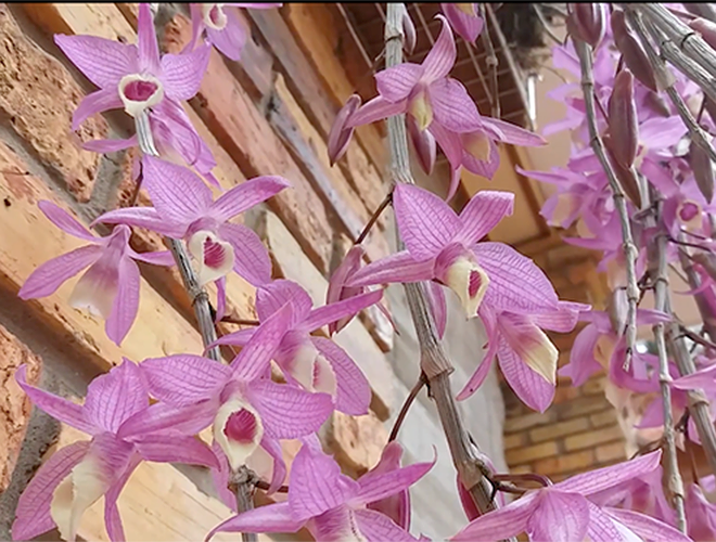 Loại này có màu hồng đậm, hương thơm nhẹ nhàng thoang thoảng. Thân giả hạc pháp có những đường màu tím xám đặc trưng. Lá giả hạc pháp khá giống với lá hạc vỹ và có những đường màu tím như ở thân.Thân giả hạc pháp có thể dài một mét nếu trồng và chăm sóc tốt.