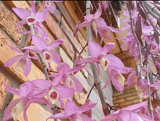 Loại này có màu hồng đậm, hương thơm nhẹ nhàng thoang thoảng. Thân giả hạc pháp có những đường màu tím xám đặc trưng. Lá giả hạc pháp khá giống với lá hạc vỹ và có những đường màu tím như ở thân.Thân giả hạc pháp có thể dài một mét nếu trồng và chăm sóc tốt.