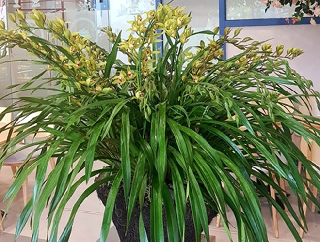 Hoa lan Hồng Hoàng Ngọc Bích Sapa cần độ lạnh, nên khi trồng ở vùng nóng thì khó ra hoa