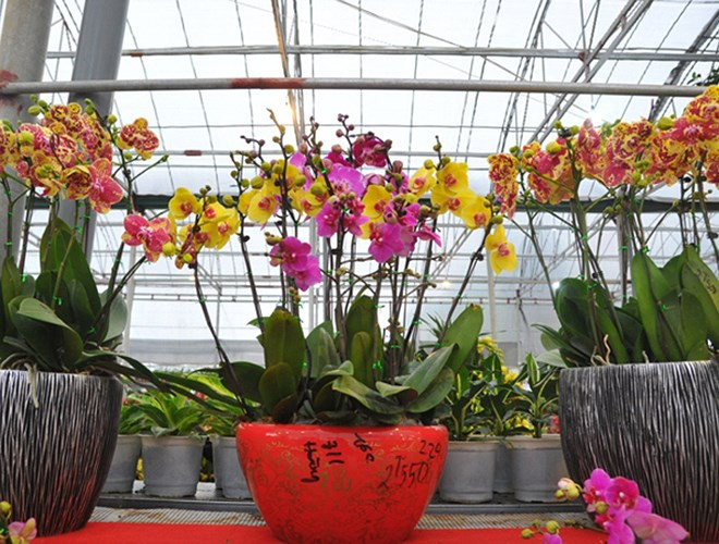 Mãn thiên hồng có 2 màu chủ yếu là hồng và vàng sọc. Hoa lan mãn thiên hồng có độ bền tương đương với lan hồ điệp, kéo dài khoảng 3 tháng.