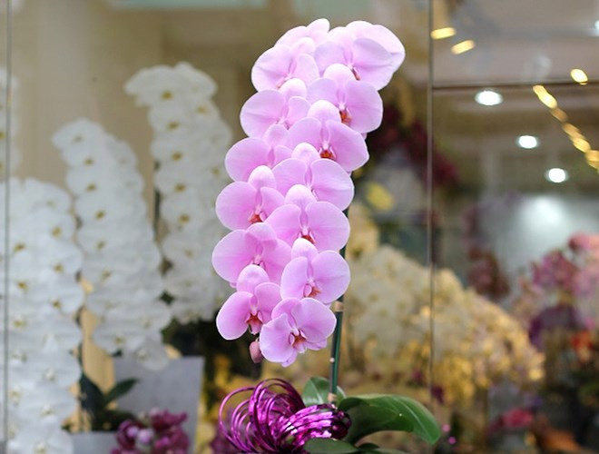 Lan hồ điệp nữ hoàng Nhật: Loại hoa này năm ngoái lên tới 10 triệu đồng một cành. Năm nay có thể giá sẽ tăng hơn vì các loại chi phí tăng cao, hàng lại khan hiếm.