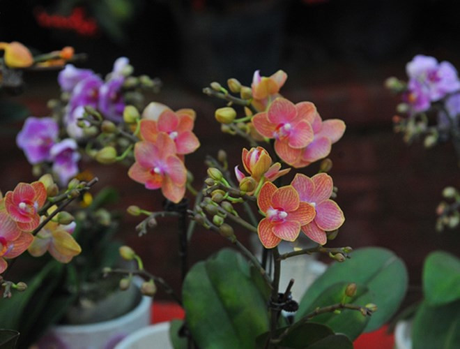 Lan bonsai mini: Những chậu lan bonsai mini được tạo dáng uốn lượn bắt mắt đang rất hút khách Tết Kỷ Hợi 2019, giá tầm 1-3 triệu đồng/chậu tùy theo số lượng cành. (nguồn: VOV)