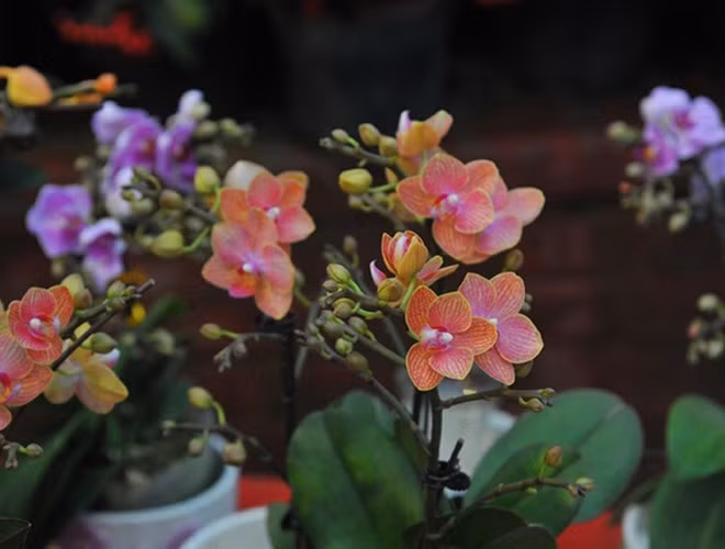 Lan bonsai mini: Những chậu lan bonsai mini được tạo dáng uốn lượn bắt mắt đang rất hút khách Tết Kỷ Hợi 2019, giá tầm 1-3 triệu đồng/chậu tùy theo số lượng cành. (nguồn: VOV)