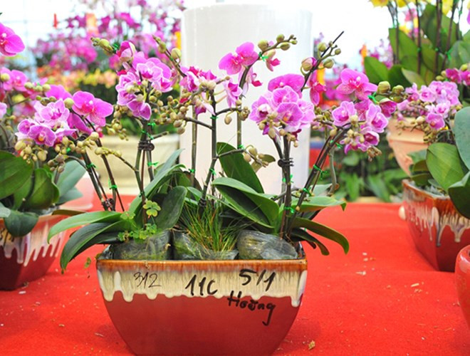 Lan mãn thiên hồng: Giá của hoa lan mãn thiên hồng khoảng 100-200 nghìn đồng/cành. Một chậu lan mãn thiên hồng bonsai mini có giá từ 1-2 triệu đồng, tùy thuộc vào số lượng cành trong chậu.