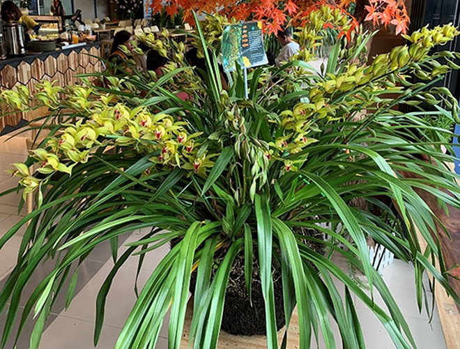 Hồng Hoàng Ngọc Bích Sapa là loại lan có lá hẹp bản dài và to ngang, đầu to, dò hoa lan dài vươn lên, màu nâu nhạt. Mỗi chùm hoa lại có nhiều bông và cao đến 80cm, 90cm.