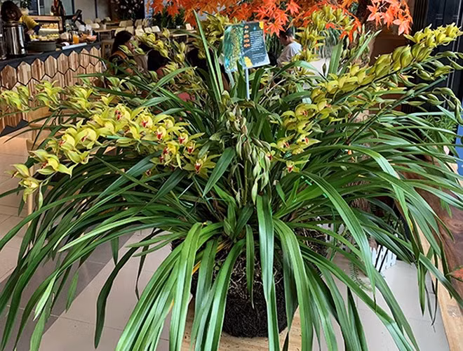 Hồng Hoàng Ngọc Bích Sapa là loại lan có lá hẹp bản dài và to ngang, đầu to, dò hoa lan dài vươn lên, màu nâu nhạt. Mỗi chùm hoa lại có nhiều bông và cao đến 80cm, 90cm.