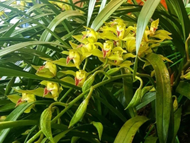 Có những chậu lan Hồng Hoàng Ngọc Bích Sapa đột biến, giá trị sẽ tăng vọt so với hoa thường.