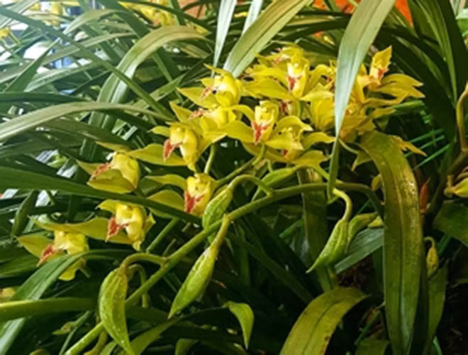 Có những chậu lan Hồng Hoàng Ngọc Bích Sapa đột biến, giá trị sẽ tăng vọt so với hoa thường.
