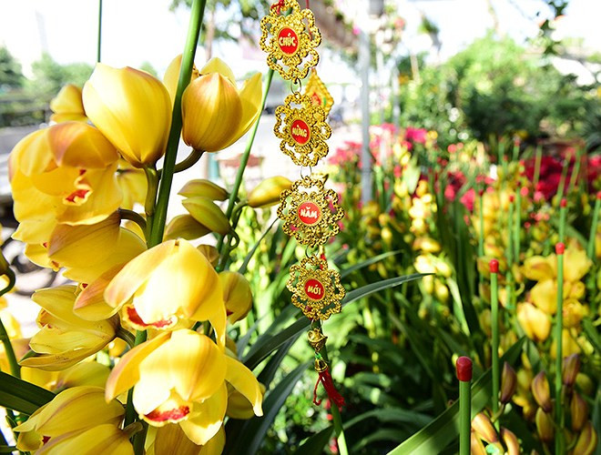 Địa Lan: Địa lan năm nay có giá dao động từ 900.000 đồng tới 1 triệu đồng một chậu (nguồn: Tuổi Trẻ)