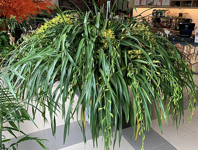 Chậu lan được cho là sẽ mang đến bình an, phát đạt, suôn sẻ cho gia chủ. Lan Hồng Hoàng Ngọc Bích Sapa đặc biệt vì được trồng ở Việt Nam, không phải lan nhập khẩu. Những cành lan loại này thường nở hết, chứ không bị rụng nụ như một số lan ngoại nhập.