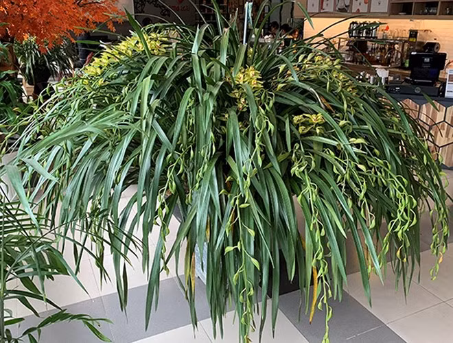 Chậu lan được cho là sẽ mang đến bình an, phát đạt, suôn sẻ cho gia chủ. Lan Hồng Hoàng Ngọc Bích Sapa đặc biệt vì được trồng ở Việt Nam, không phải lan nhập khẩu. Những cành lan loại này thường nở hết, chứ không bị rụng nụ như một số lan ngoại nhập.