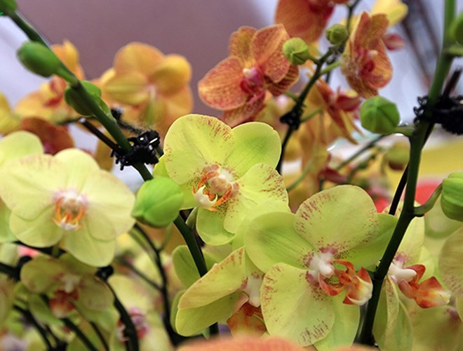 Ngày càng có nhiều người mua các loại hoa lan về chơi dịp Tết.