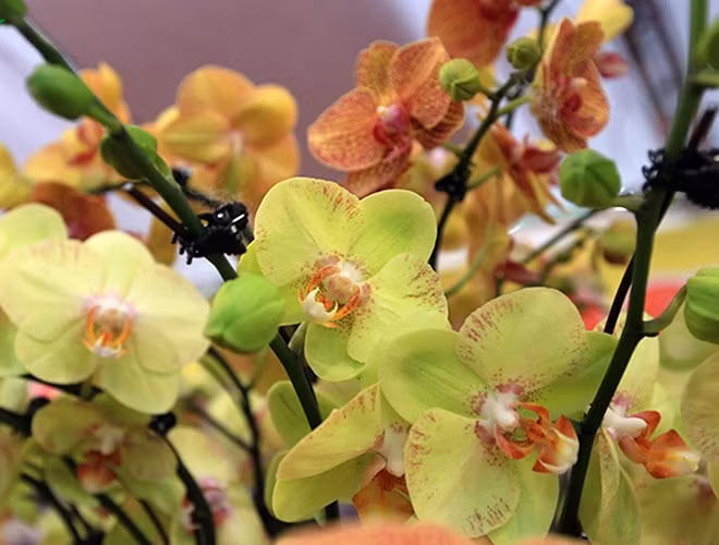 Ngày càng có nhiều người mua các loại hoa lan về chơi dịp Tết.