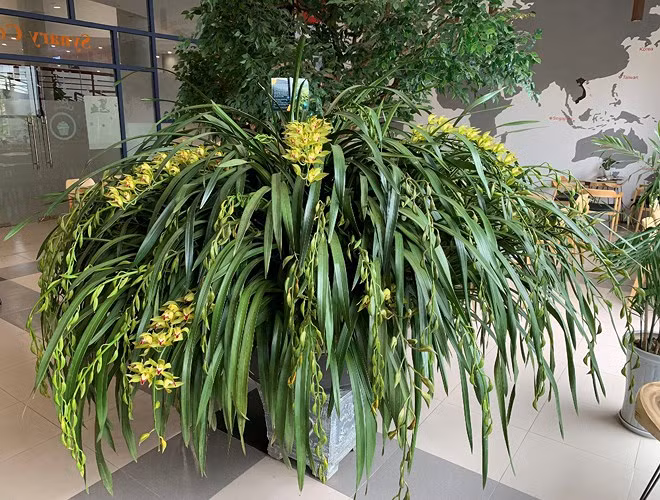 Địa lan Hồng Hoàng Ngọc Bích Sapa: Là loài hoa vương giả, mùi thơm ngọt dịu, giá mỗi cành có khi lên tới 1 triệu đồng, do đó, có những chậu giá vài chục triệu đồng.