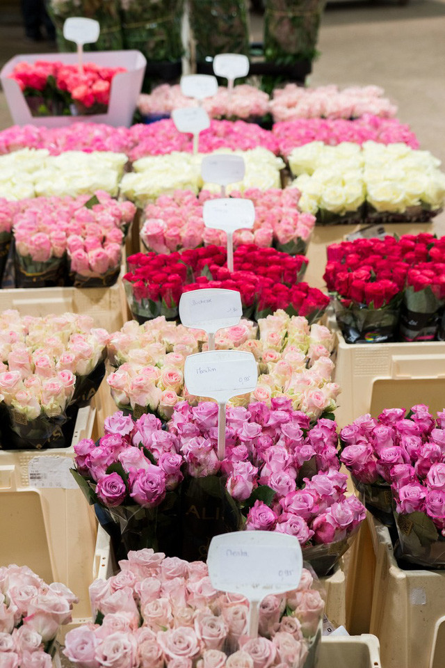 Có vẻ như hoa hồng Paris có mùi thơm hơn.