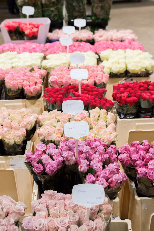 Có vẻ như hoa hồng Paris có mùi thơm hơn.