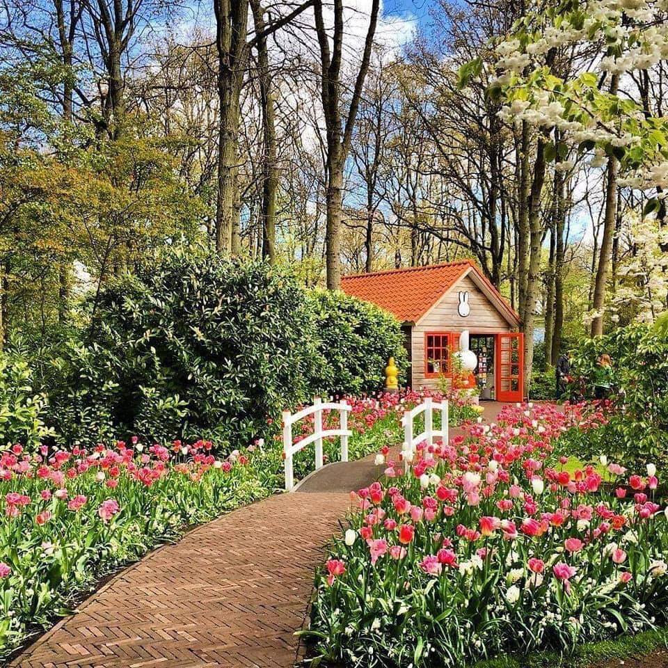 Hoa tươi là vật trang trí giàu sức sống nhất mà thiên nhiên ban tặng cho con người.