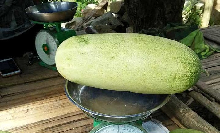 Choang ngat voi hang la Tay Bac: Dua chuot khong lo to nhu lon con