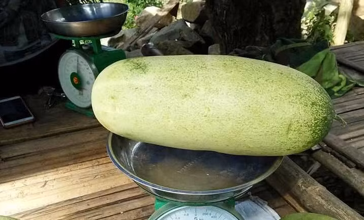 Choang ngat voi hang la Tay Bac: Dua chuot khong lo to nhu lon con