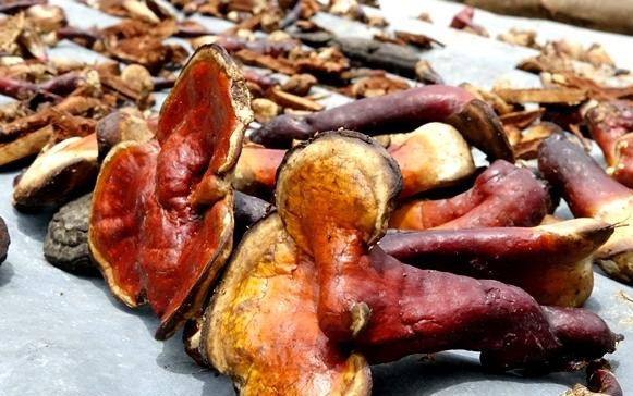 Nó chỉ mọc đặc hữu trên cây gỗ lim xanh đã chết mục. Người ta không thể tìm thấy bất kì cây nấm lim xanh chính danh nào mọc trên những cây gỗ lim còn sống. Ảnh: Baoquangngai.