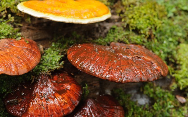 Từ tháng 5 đến giữa tháng 8 là thời điểm người dân nhiều tỉnh vùng núi đi săn nấm lim xanh. Để tìm được nấm lim xanh, người thợ phải vào tận rừng sâu. Ở vùng núi Tiên Phước (Quảng Nam), sau những đợt mưa rừng xen kẽ ngày nắng là thời điểm nấm lim xanh sinh sản phát triển. Ảnh: VOV.