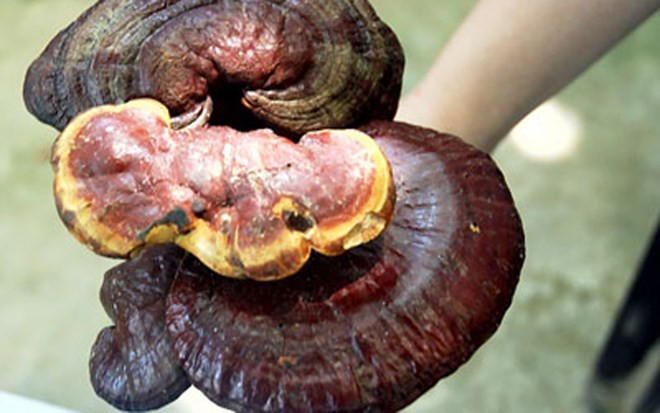 Đây cũng là thời điểm, thợ săn nấm lim xanh mua sắm lương thực, nhu yếu phẩm vào rừng săn lùng. Ảnh: VOV.