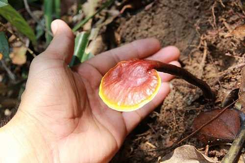 Dựa vào vị trí mọc của nấm mà phân ra thành hai loại nấm Lim xanh khác nhau: Loại mọc ra từ rễ cây lim, loại thứ hai hiếm hơn mọc ra trên thân cây lim. Ảnh: VTC.