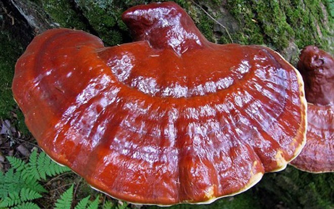 Mỗi chuyến đi kéo dài cả tuần lễ, thậm chí cả tháng trời và mang về những thành quả hàng chục kg nấm bán, thu vài chục triệu đồng. Ảnh: VOV.