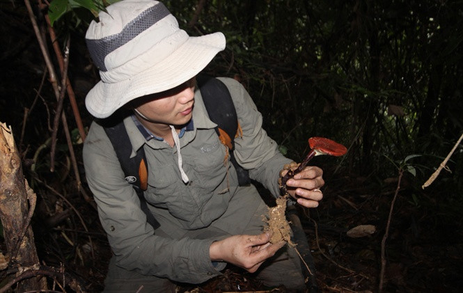 Bù lại, công việc mang về nguồn thu nhập khá lớn. Nấm tươi nhỏ có giá bán khoảng 800.000 đồng/kg, loại to hơn thì giá hơn 2 triệu đồng. Ảnh: Nongnghiep.