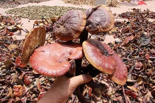 Mỗi chuyến đi săn, người thợ phải len lỏi hết cánh rừng này đến cánh rừng khác. Vì vậy, việc lấy được một cây nấm lim xanh vô cùng vất vả. Không ít thợ săn nấm đã phải đổ máu. Ảnh: VOV.