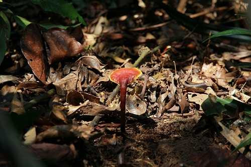 Nấm lim xanh còn có tên khoa học là Ganoderma lucidum Karst, là một loại nấm linh chi đặc hữu, mọc trên cây lim xanh đã chết trong rừng nguyên sinh. Ảnh: VTC.