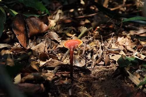 Nấm lim xanh còn có tên khoa học là Ganoderma lucidum Karst, là một loại nấm linh chi đặc hữu, mọc trên cây lim xanh đã chết trong rừng nguyên sinh. Ảnh: VTC.