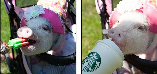 Penelopi cũng được cô chủ thường xuyên cho ăn các đồ ăn vặt yêu thích như kem, uống cà phê...Ảnh: Caters News.