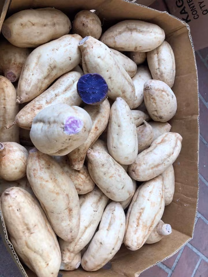 Khi nướng, hấp hoặc luộc, màu tím bên trong củ khoai càng đậm hơn, ăn dẻo, ngọt bùi và thơm. Ảnh: Facebook.