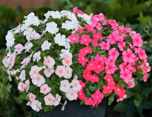 Dừa cạn rất dễ trồng, có thể ra hoa quanh năm. Chúng là loại hoa thích hợp để trồng thành thảm hoặc bạn có thể trồng trong chậu hay giỏ treo lên ở ban công cũng rất đẹp. Dừa cạn có nhiều màu như trắng, tím, hồng, đỏ rất hợp với gia chủ mệnh hỏa, mệnh thủy.