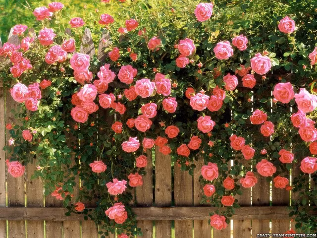 Loài hoa này có nhiều màu sắc nên các bạn có thể lựa chọn sao phù hợp với phong thủy mệnh gia chủ để mang nhiều tài lộc nhé. Khi trồng ở ban công, bạn nên chọn loại hoa hồng thân gai vì chúng có tác dụng hóa giải phong thủy, thích hợp với những nhà có nhiều phụ nữ.