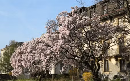 Cây không chỉ đem lại vẻ vương giả quyền quý mà còn có nhiều ý nghĩa tốt đẹp trong phong thủy.