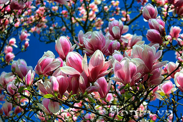 Bởi lẽ cây cho hoa đẹp, độc đáo, màu sắc hài hòa và hương thơm dễ chịu. Những năm gần đây tại Việt Nam, có thể nói “mộc lan” là loại cây được nhiều người “săn lùng” và tìm mua số 1.