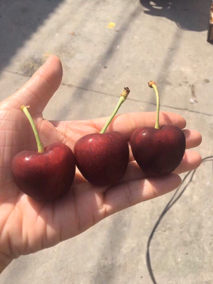 Cherry là một trong những loại trái cây nhập khẩu đắt đỏ, chỉ dành cho giới nhà giàu. Nếu như các năm trước cherry Mỹ về Việt Nam có giá từ 400.000 - 600.000 đồng/kg thì vài tuần nay, giá cherry bỗng giảm giá mạnh.