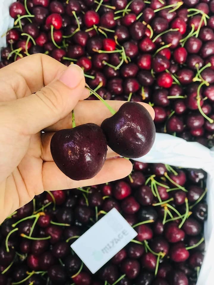 Cherry Mỹ khi ăn rất giòn có vị ngọt thanh dịu. Kích thước quả cherry đạt tiêu chuẩn xuất khẩu phải đạt từ đường kính 27mm trở lên.
