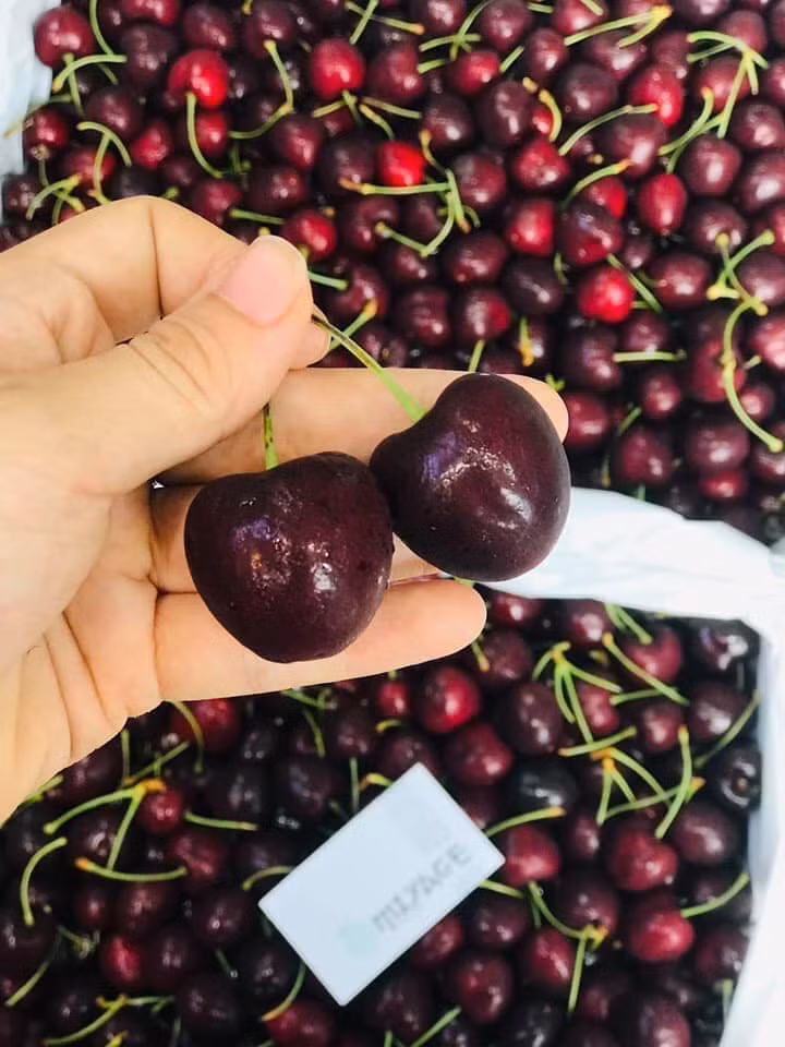 Cherry Mỹ khi ăn rất giòn có vị ngọt thanh dịu. Kích thước quả cherry đạt tiêu chuẩn xuất khẩu phải đạt từ đường kính 27mm trở lên.