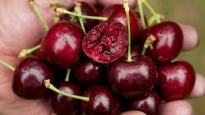 Một số chủ cửa hàng trái cây nhập khẩu cho biết, nguyên nhân chính khiến nguồn cung cherry năm nay tại Mỹ dư thừa vì Trung Quốc giảm nhập sản phẩm này do chiến tranh thương mại leo thang.