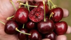 Một số chủ cửa hàng trái cây nhập khẩu cho biết, nguyên nhân chính khiến nguồn cung cherry năm nay tại Mỹ dư thừa vì Trung Quốc giảm nhập sản phẩm này do chiến tranh thương mại leo thang.