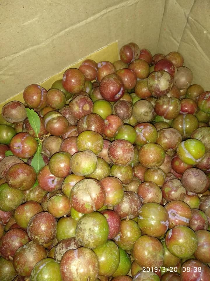 Cũng theo chị Lan Anh, mận hậu đầu mùa có vị chua và hơi chát. Ảnh: FB Candy Beo.