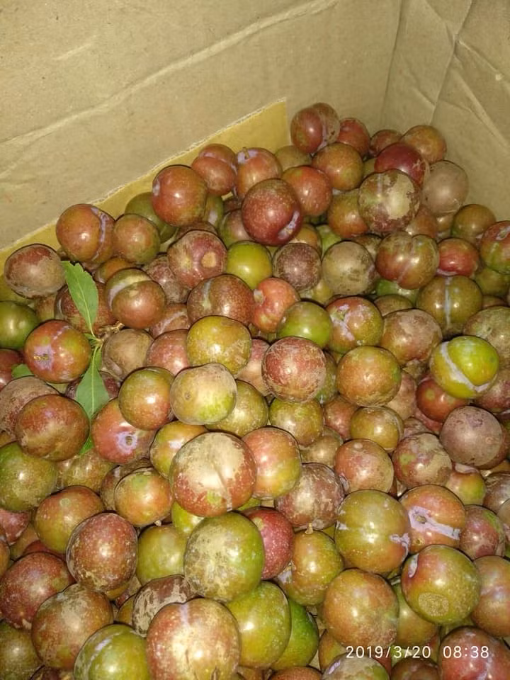 Cũng theo chị Lan Anh, mận hậu đầu mùa có vị chua và hơi chát. Ảnh: FB Candy Beo.