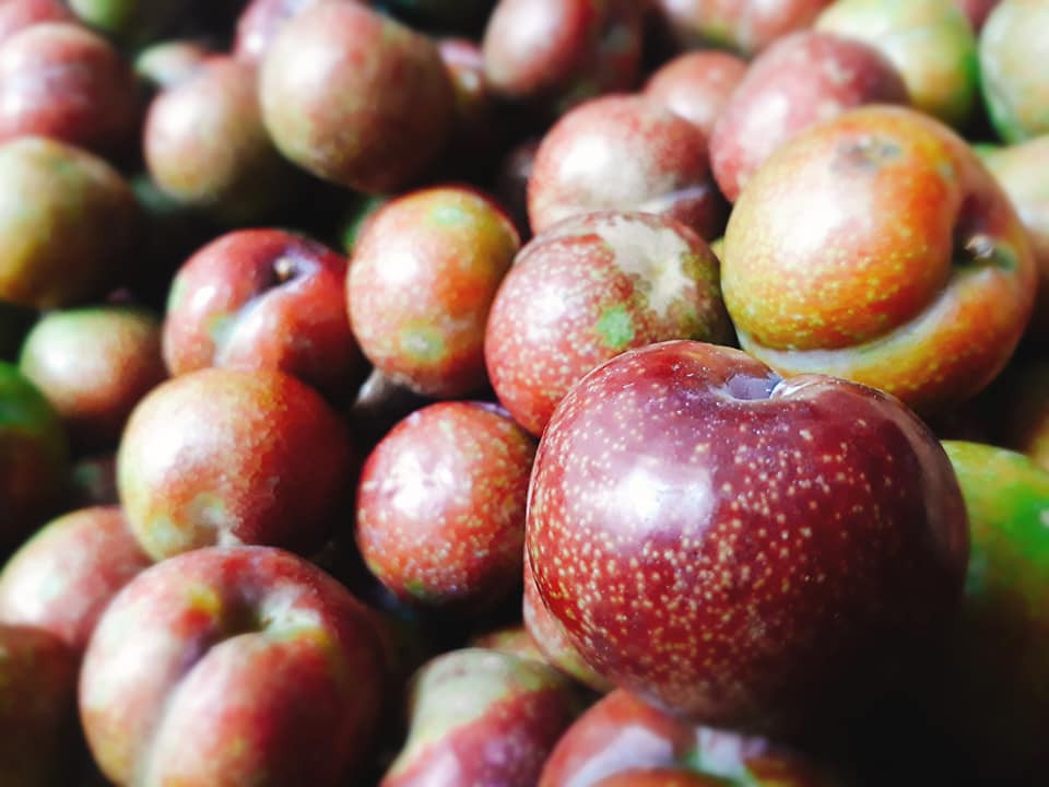 Chị Lan Anh (ở Tương Mai, Hà Nội) chia sẻ: "Đầu mùa, tôi phải mua mận hậu với giá 250.000 đồng/kg, đắt gấp nhiều lần so với chính vụ. Vì quá thèm nên tôi bạo tay mua 2,3 lạng với giá "cắt cổ" như thế". Ảnh: FB Tố Nữ.