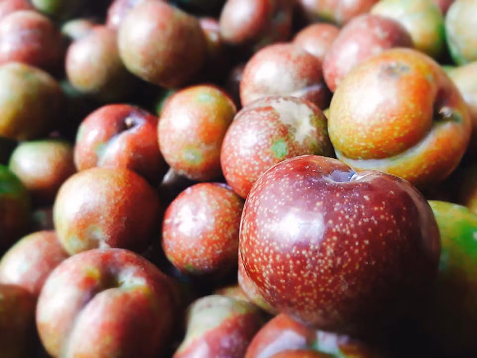 Chị Lan Anh (ở Tương Mai, Hà Nội) chia sẻ: "Đầu mùa, tôi phải mua mận hậu với giá 250.000 đồng/kg, đắt gấp nhiều lần so với chính vụ. Vì quá thèm nên tôi bạo tay mua 2,3 lạng với giá "cắt cổ" như thế". Ảnh: FB Tố Nữ.