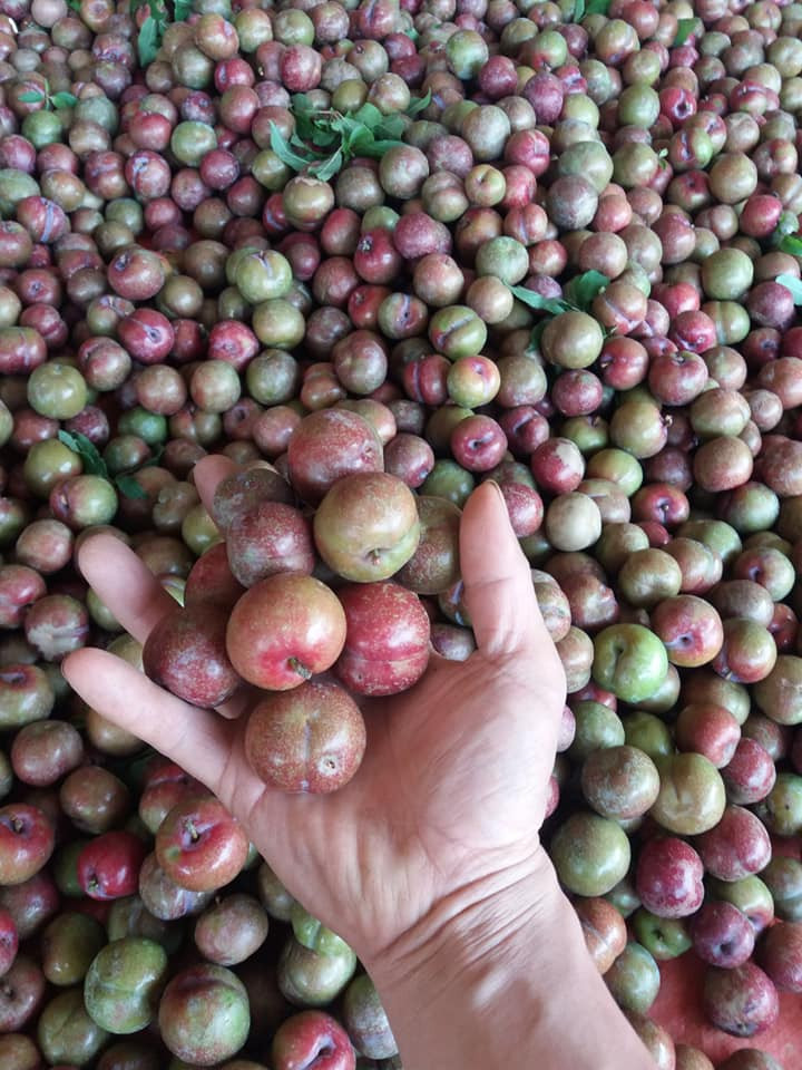 Chị Anh Sa (một tiểu thương tại chợ Long Biên, Hà Nội) cho biết: "Mỗi ngày tôi nhập được khoảng 40-50kg mận hậu nhưng nhiều hôm bán đến gần trưa là đã hết hàng. Phần lớn là người quen đặt trước". Ảnh: Facebook.