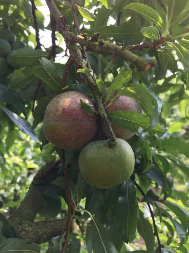 Theo một số người bán, mận hậu Sơn La đầu mùa nên không có nhiều. Mận chín sớm ít và các nhà vườn thường bán cho khách du lịch. Ảnh: FB Bich Hao.